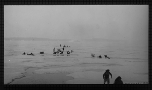 Image of Several men and teams on ice. Sledges on side to anchor dogs